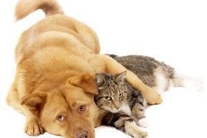 se-pueden-comunicar-nuestras-mascotas-despues-de-fallecer