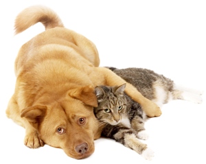 se-pueden-comunicar-nuestras-mascotas-despues-de-fallecer