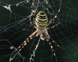 la-arana-en-el-vacio