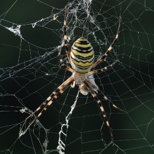 la-arana-en-el-vacio