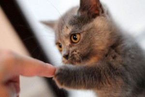 consuelo-para-nuestras-mascotas