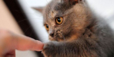 consuelo-para-nuestras-mascotas
