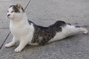 gatos-en-poses-de-yoga