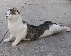 gatos-en-poses-de-yoga