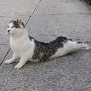 gatos-en-poses-de-yoga