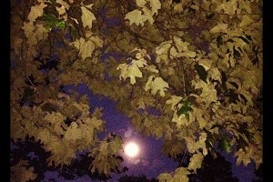 luna-de-la-cosecha