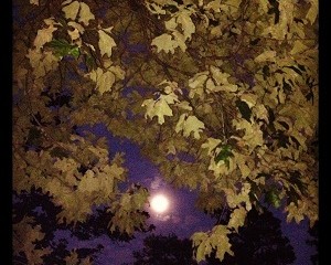 luna-de-la-cosecha