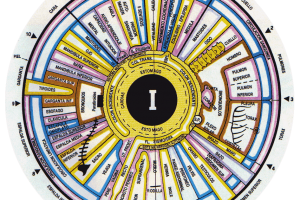 mapa_iridologico