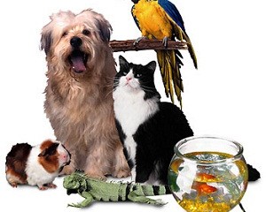 mascotas-para-tu-familia
