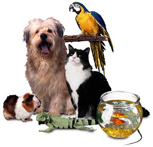 mascotas-para-tu-familia