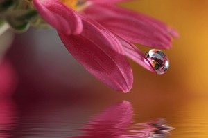 las-flores-de-bach