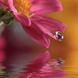 las-flores-de-bach