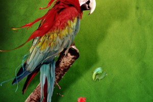 animales-zodiacales