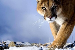 animales-totemicos