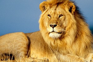 el-leon-de-rumi