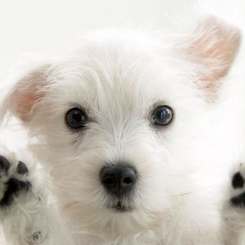 ¿Sabías que tus mascotas también son susceptibles al transgeneracional de la familia?-OMTIMES