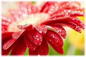 Tarot Floral-El Poder de las flores