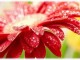 Tarot Floral-El Poder de las flores